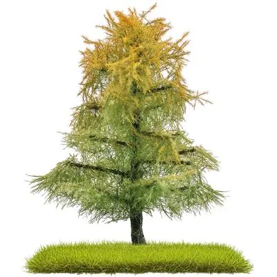 Markenprodukt Busch 3815 2 Lärchen Spätsommer80 mm