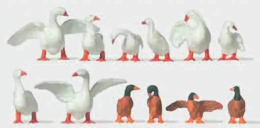 Merten 210724 - Gänse und Enten an Land Zertifiziert