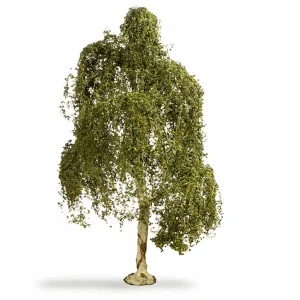 Versand Am Gleichen Tag Noch 20120 - Hängebirke 18cm hoch