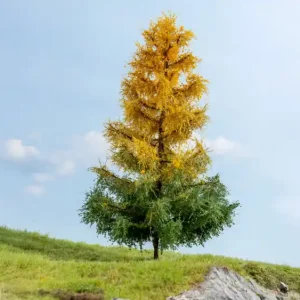 Abverkauf Noch 20168 - L"rche, herbstlich